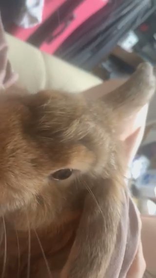 Selling Rabbit in Kirklees