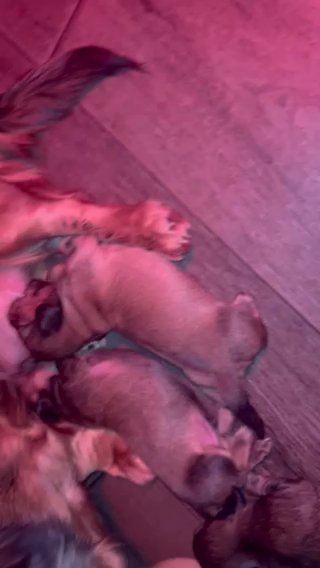 SHADED CREAM LONG HAIR MINIATURE DACHOUND in Hinckley and Bosworth