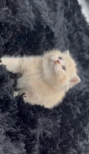 PEDIGREE REGISTERED CHUNKY BRITISH SHORTHAIRS in Birmingham