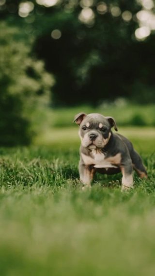 3x Cowboy Micro/Pocket American Bully in Peterborough