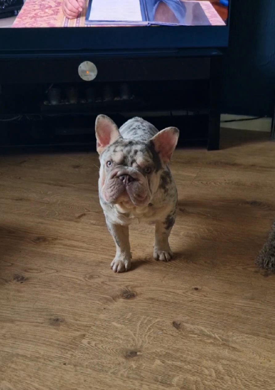 Big rope french bulldog in Nottingham