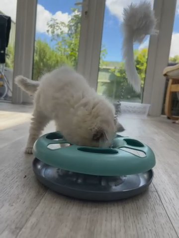 Ragdoll Kittens in South Gloucestershire