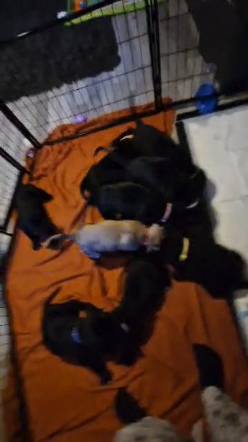 cane corso puppies in Norwich