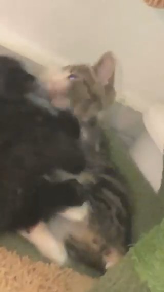 kittens in London