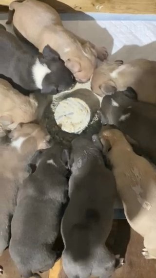 American pocket bullies for sale in Wakefield