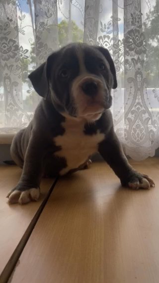 American bully puppies for sale in Wakefield