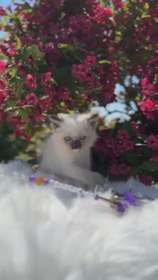 Seal Mitted GCCF registered ragdoll Kitten • PearlDolls Espresso in Lincoln