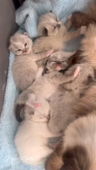 3 Kittens Left⭐️GCCF registered Ragdoll Kittens • PearlDolls in Lincoln
