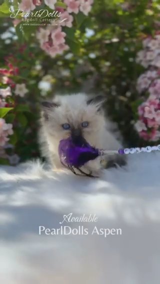 Show Class • Seal Mitted Ragdoll Boy • GCCF Registered in Lincoln