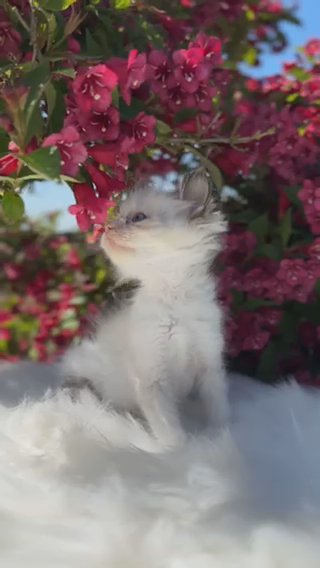 Seal Bicolour GCCF Registered Ragdoll Boy • PearlDolls Fortune in Lincoln