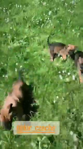 **Dutch Herder Puppies** in Birmingham