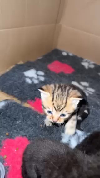 British Blue Shorthair X Tabby Kittens. in Walsall
