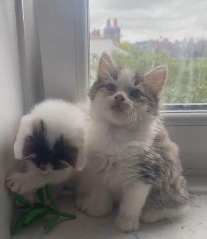 Mix Breed Kitten in London