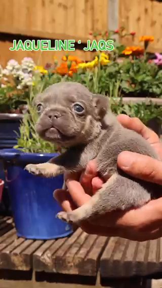 Top Quality French Bulldogs in London