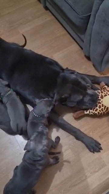 Stunning Cane Corso Puppies  Ready for Their Forever Homes! in London