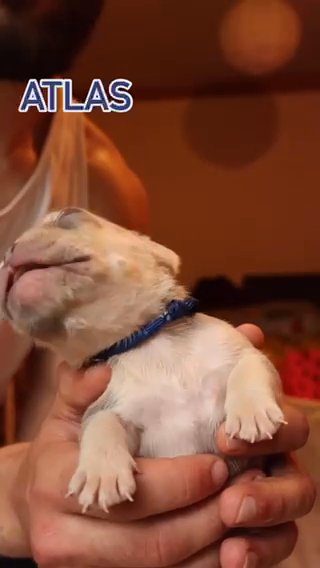 Top Quality French Bulldog in London