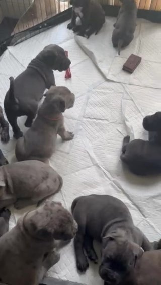 Amazing Rare Coloured Quality Cane Corso Pups in Staffordshire