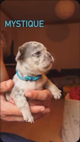 Top Quality French Bulldog in London