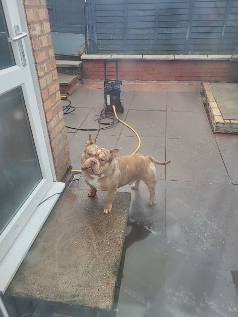 male pocket bully in Birmingham