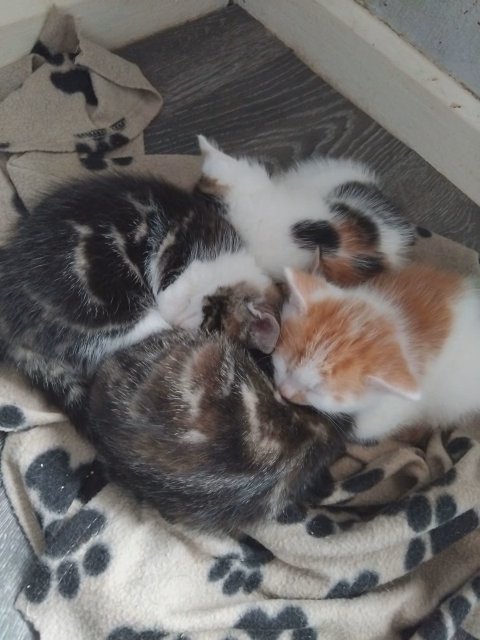 kittens in London