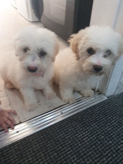 Bichon x pudle in Doncaster