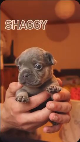 Top Quality French Bulldog in London