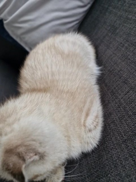 Scottish Fold in London