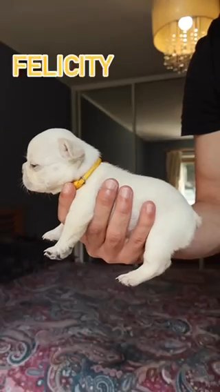 Top Quality French Bulldog in London