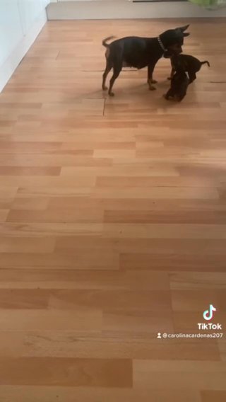 Miniature Pinscher in London