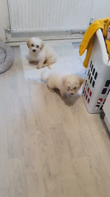 puppy puppy in Doncaster