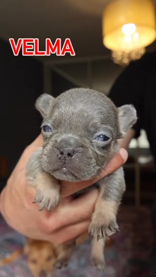 Top Quality French Bulldog Kc Reg Fluffy Carrier in London
