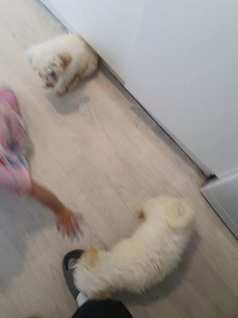 bichon x pudle in Doncaster