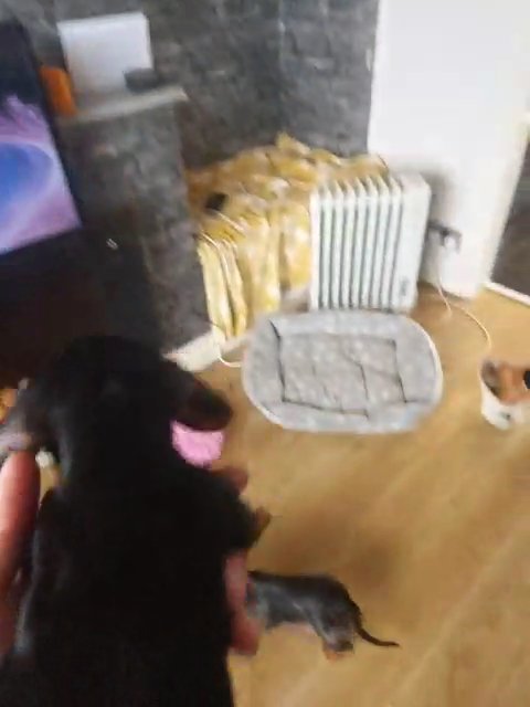 STUNNING KC MINI DACHSHUND PUPS in Newcastle