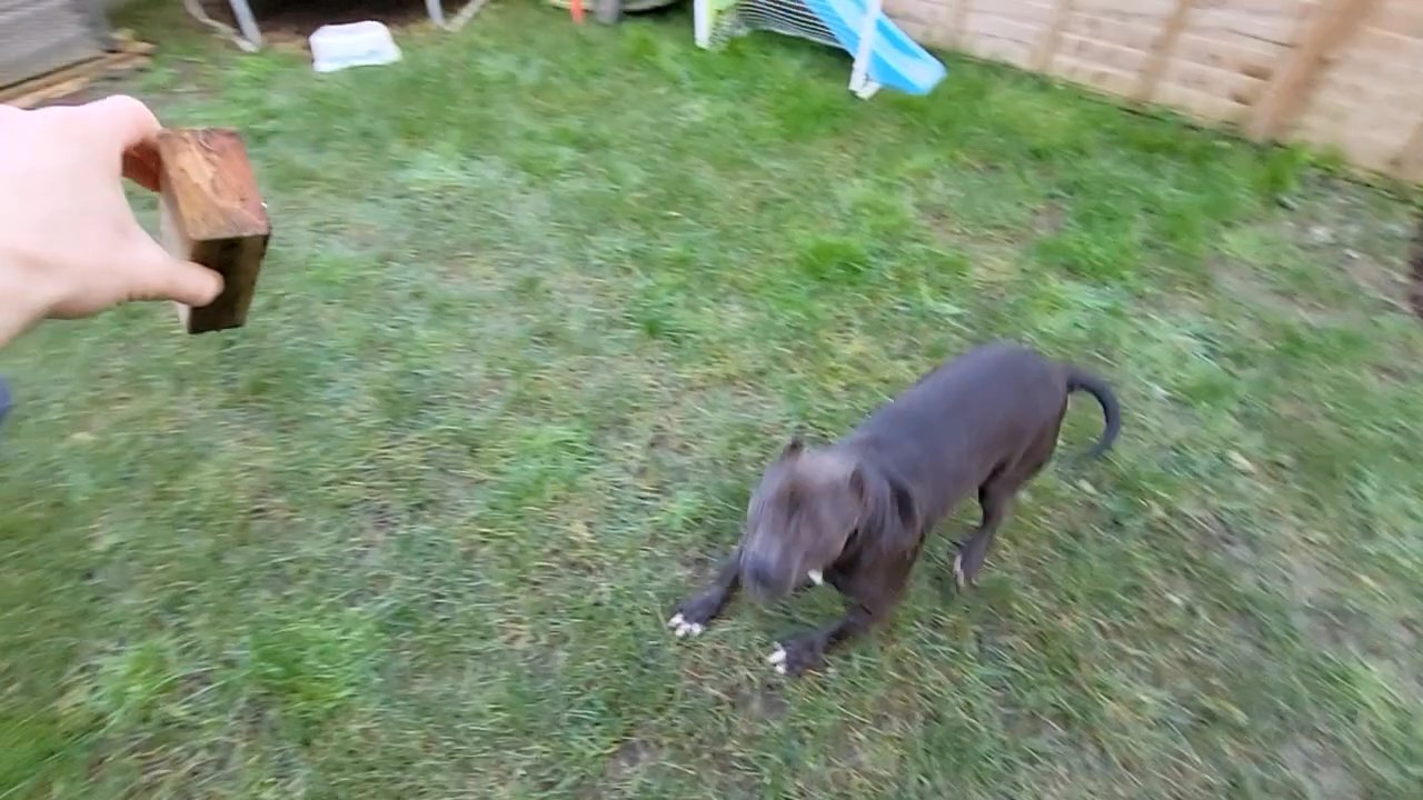 The black girlmixed breed looking for new home in Somerset
