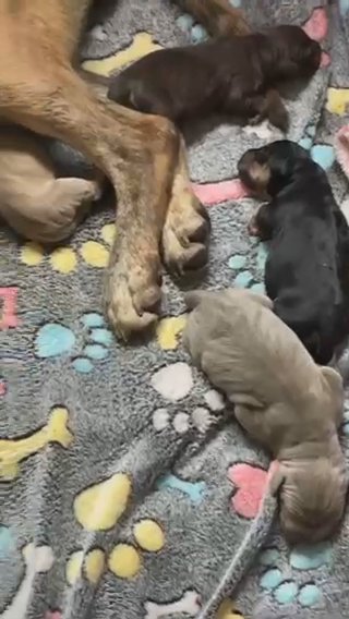 Halley Kennels Tri Bandog Puppies in Huntingdonshire
