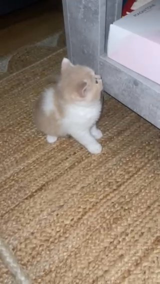 British Short Hair Tica Kittens in Coventry