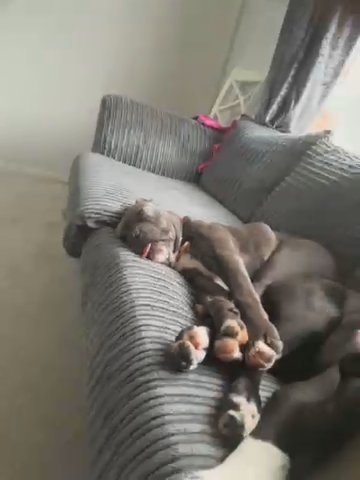 Beautiful Staffie Cross Cane Corso Angel in Brighton and Hove