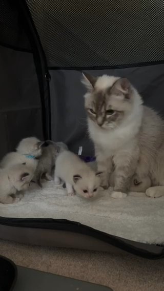 PearlDolls Ragdoll Kittens ⭐️GCCF Registered⭐️ in Lincoln