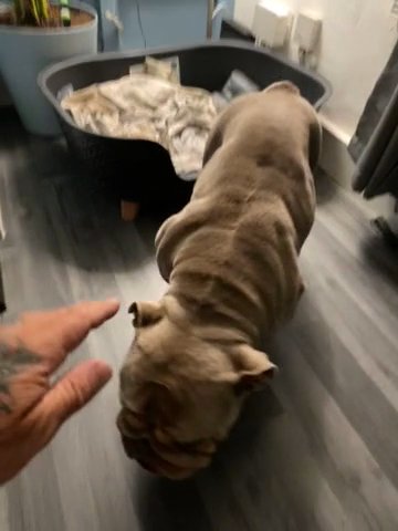 British Bulldog in County Durham