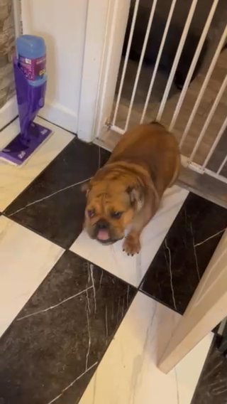 British Bulldog ?? in Manchester