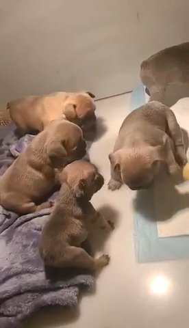 Kc Registered 6 Panel Health Tested Clear Franch Bulldog Puppies in Bradford