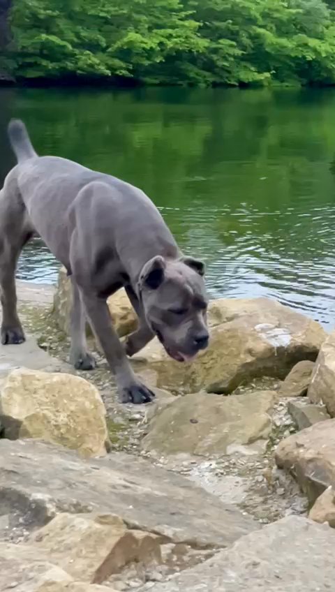 cane corso in Bradford