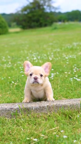 French Bulldog in London