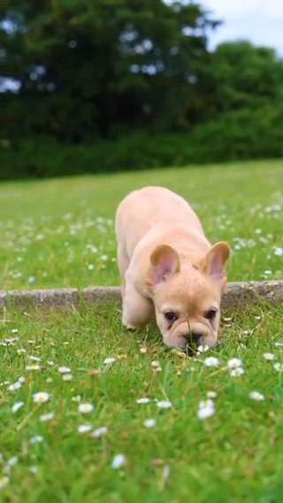 French Bulldog in London