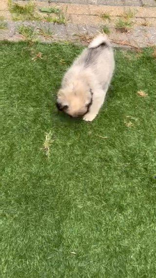 Pug in London
