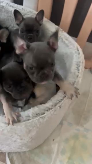 KC French Bulldog in Wigan