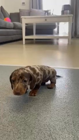 Starting miniature dachshunds for sale, two boys, two girls in Basildon