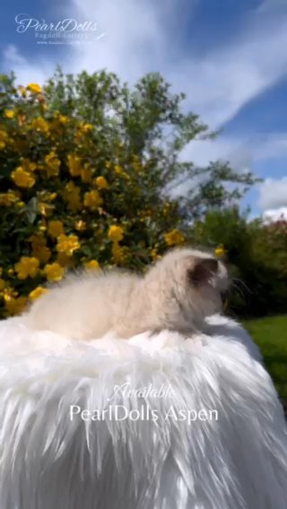 ⭐️Stunning Show Class Ragdoll⭐️Seal Mitted Boy • PearlDolls Aspen in Lincoln