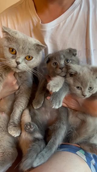 British Short Hair Kitten in Edinburgh