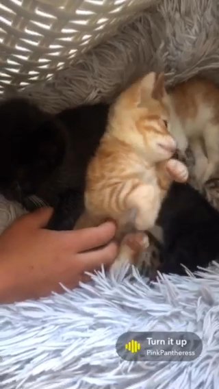 Beautiful Bengal/Tabby Kittens Looking for Their Forever Homes! in Dartford